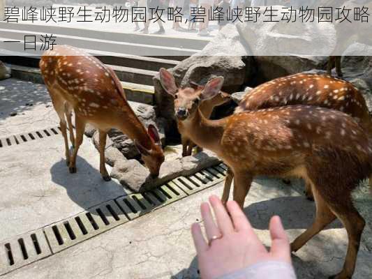 碧峰峡野生动物园攻略,碧峰峡野生动物园攻略一日游