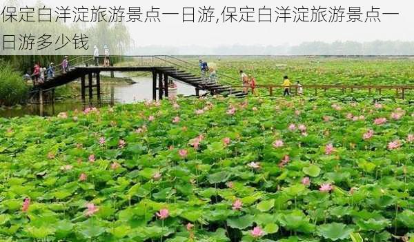 保定白洋淀旅游景点一日游,保定白洋淀旅游景点一日游多少钱