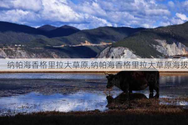 纳帕海香格里拉大草原,纳帕海香格里拉大草原海拔