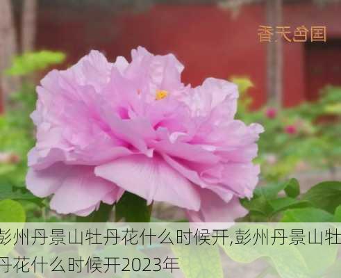 彭州丹景山牡丹花什么时候开,彭州丹景山牡丹花什么时候开2023年