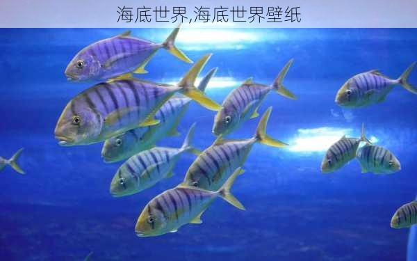 海底世界,海底世界壁纸