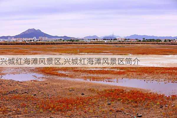 兴城红海滩风景区,兴城红海滩风景区简介