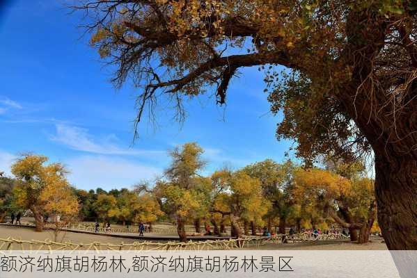 额济纳旗胡杨林,额济纳旗胡杨林景区