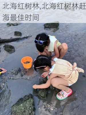 北海红树林,北海红树林赶海最佳时间