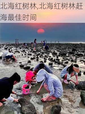 北海红树林,北海红树林赶海最佳时间