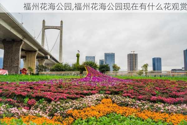 福州花海公园,福州花海公园现在有什么花观赏