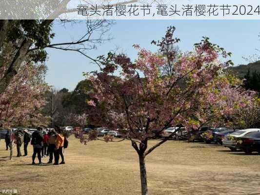 鼋头渚樱花节,鼋头渚樱花节2024