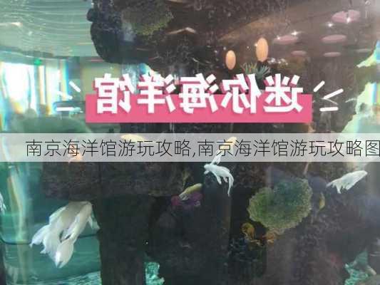 南京海洋馆游玩攻略,南京海洋馆游玩攻略图