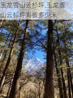 玉龙雪山云杉坪,玉龙雪山云杉坪海拔多少米