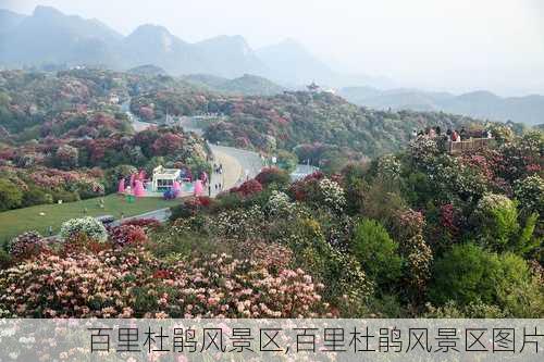 百里杜鹃风景区,百里杜鹃风景区图片