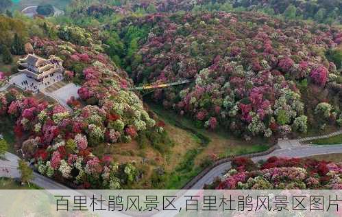 百里杜鹃风景区,百里杜鹃风景区图片