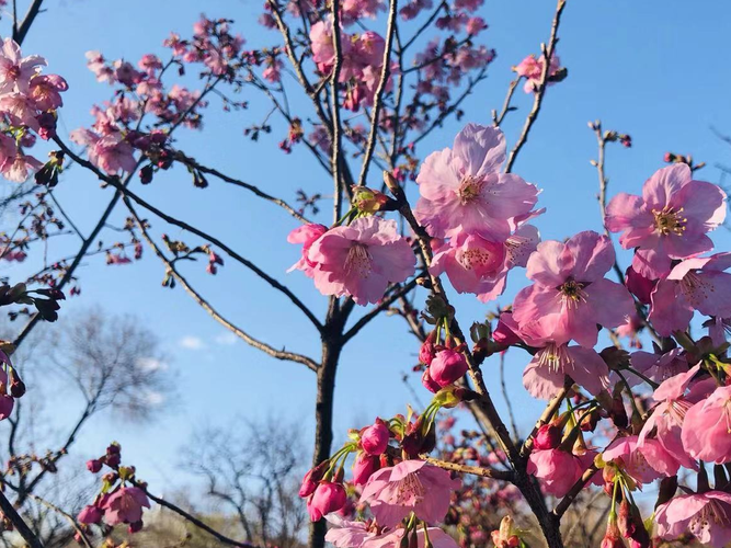 北京玉渊潭樱花,北京玉渊潭樱花什么时候开