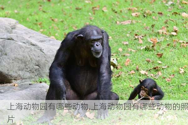 上海动物园有哪些动物,上海动物园有哪些动物的照片