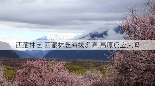 西藏林芝,西藏林芝海拔多高,高原反应大吗