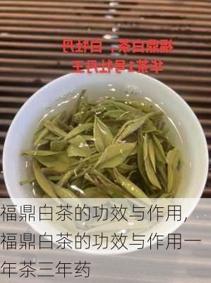 福鼎白茶的功效与作用,福鼎白茶的功效与作用一年茶三年药