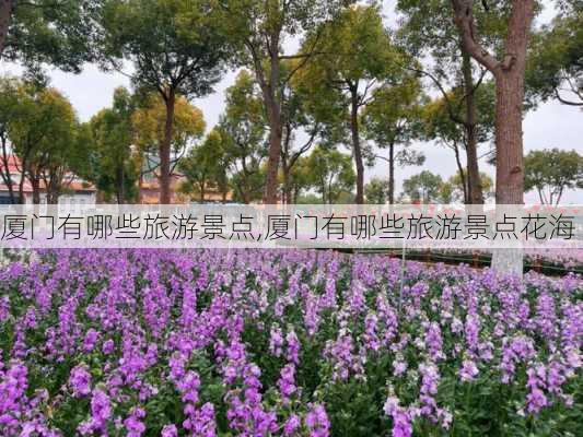 厦门有哪些旅游景点,厦门有哪些旅游景点花海