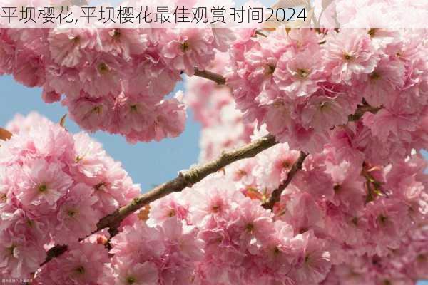 平坝樱花,平坝樱花最佳观赏时间2024