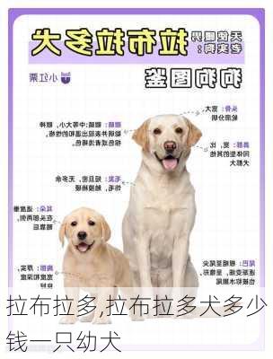 拉布拉多,拉布拉多犬多少钱一只幼犬